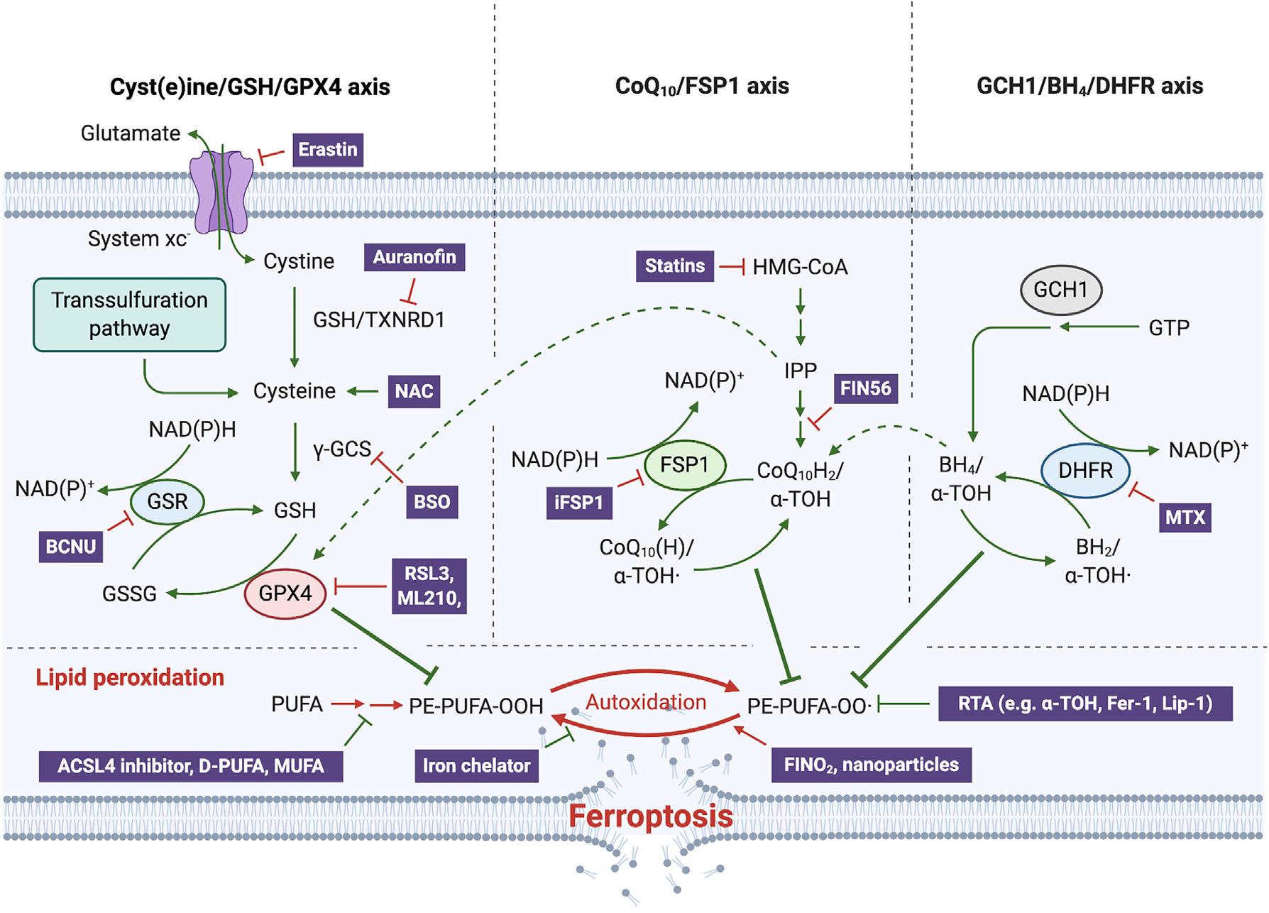 cell metabolism 综述 铁死亡的代谢基础 国内